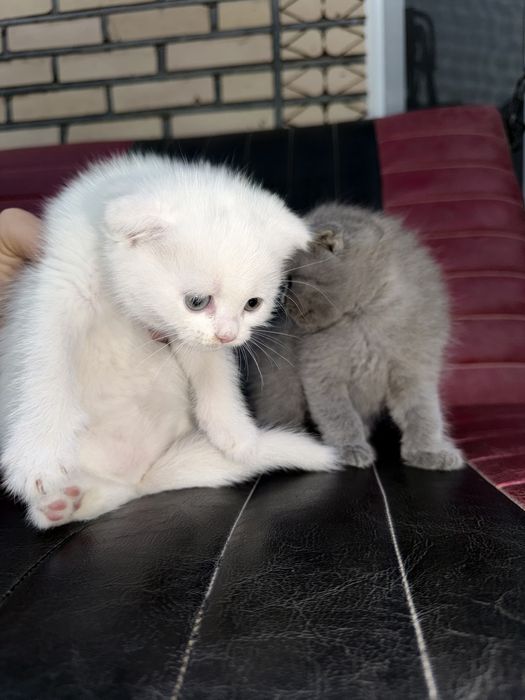 Породистая кошка