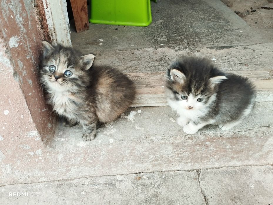 Милые котята девочки