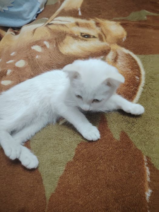Котята в хорошие руки