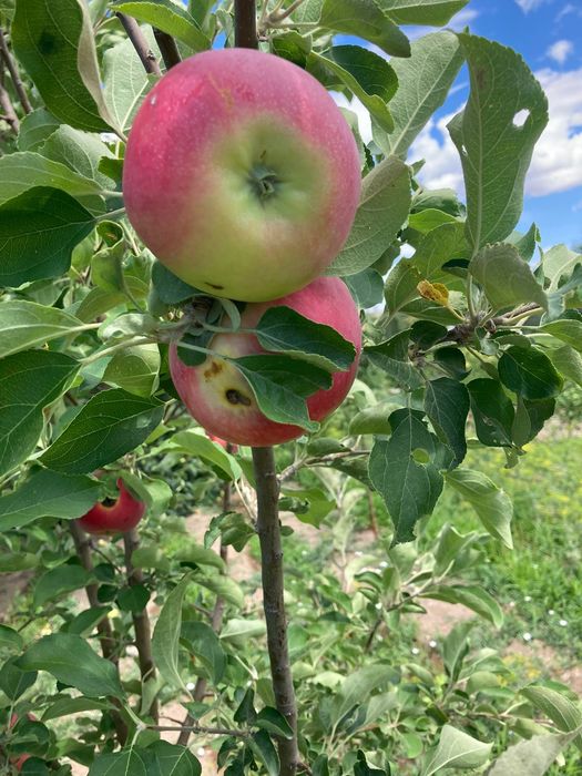 Дача на первой водоколонке. Вьезд во вторые ворота