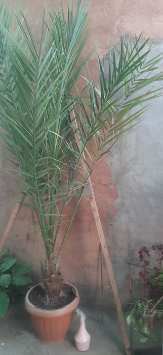 Продам финиковую пальму