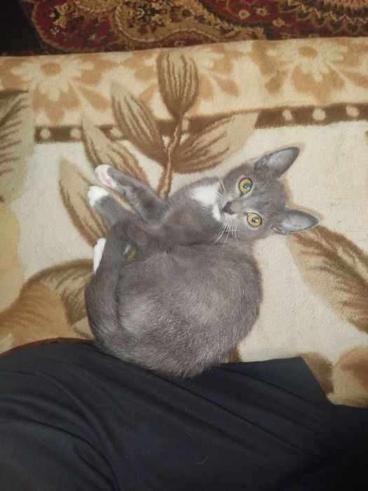 Продам котёнка (метис)