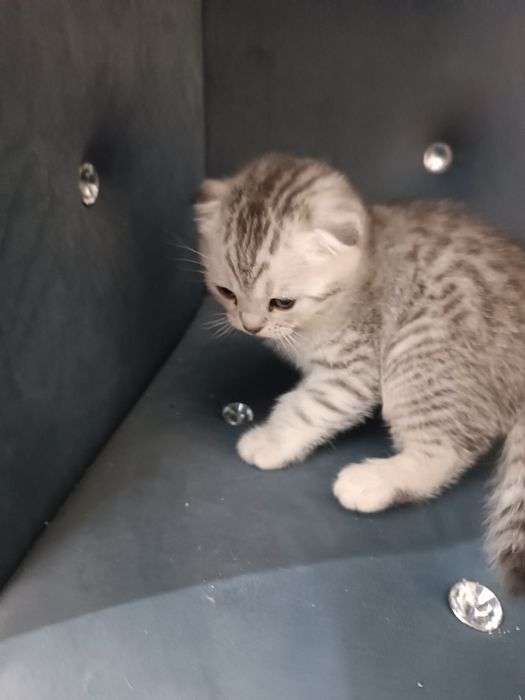 Серебристый табби шиншилла