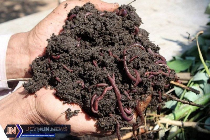 Biogumus sotiladi optim