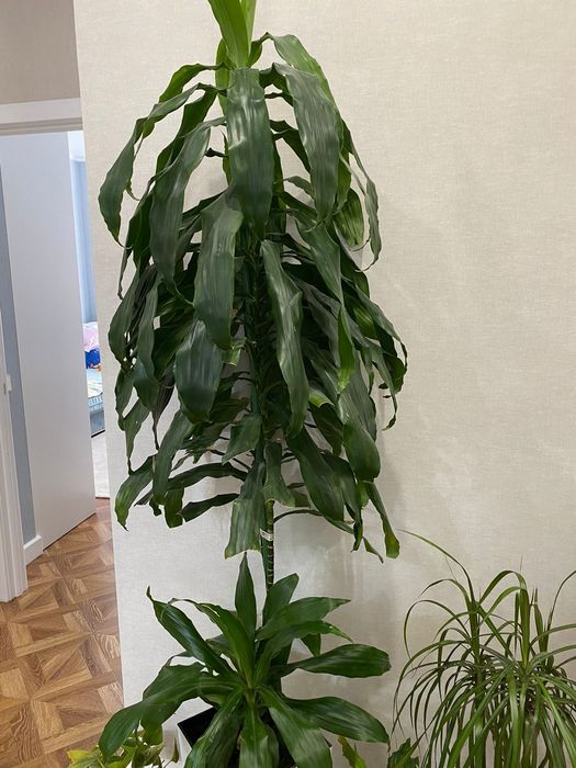 Продам срочно дарцену душистую