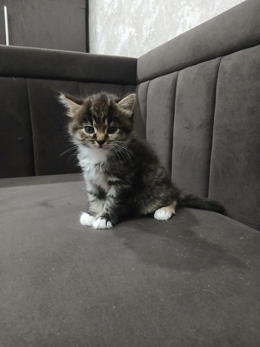 Продам котят  британцы