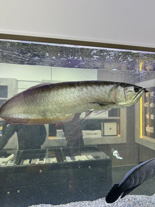 Продаеться рыбы цена договорная