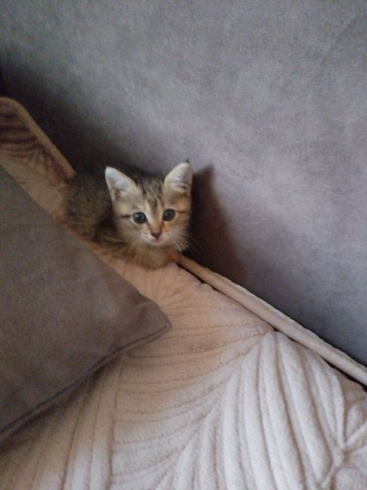 Отдам котёнка бесплатно