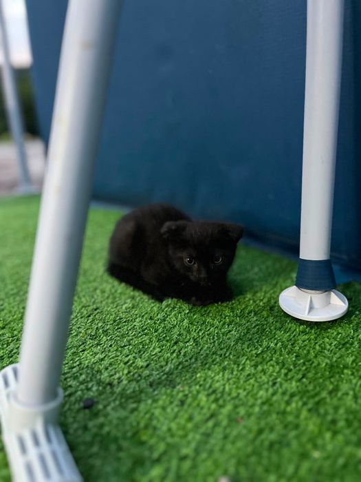 Котята веслоухие!
