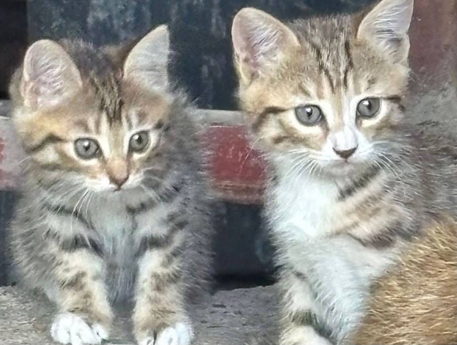 Котята бесплатно