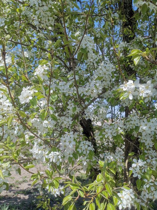 Продам дом Пришахтинск Обмен