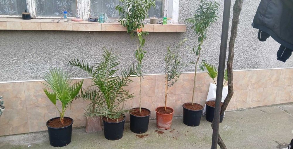 Палми вашингтония - маслини - мандарини и лимон