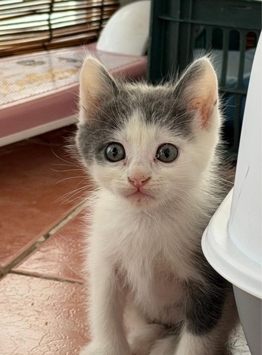 В добрые руки мальчика котенка