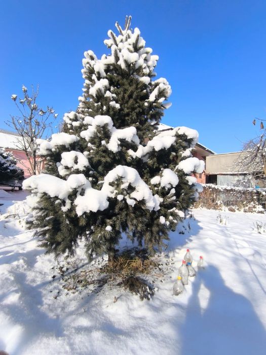 Продам зеленые пышные елки!