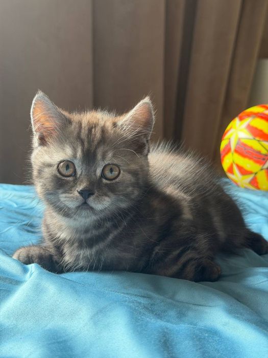 Продам котенка скотиш страйт