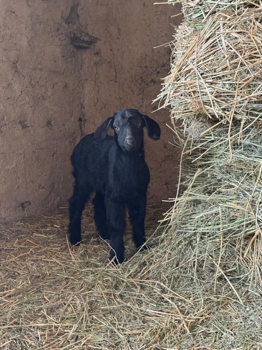 Пародисти лақтар