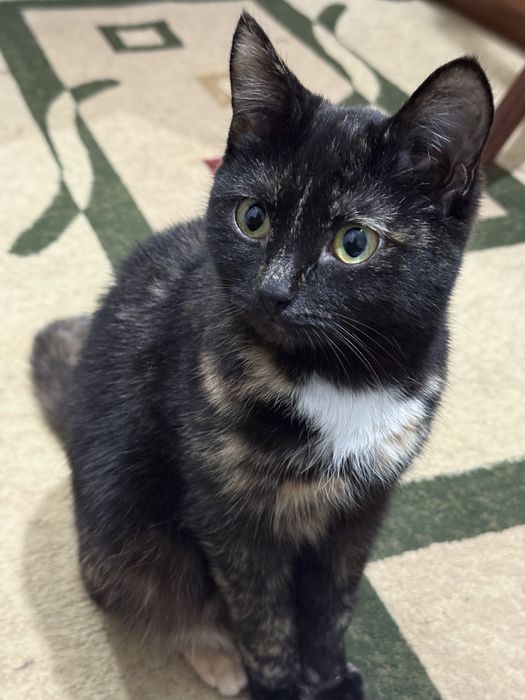 Отдам кошку 7 м