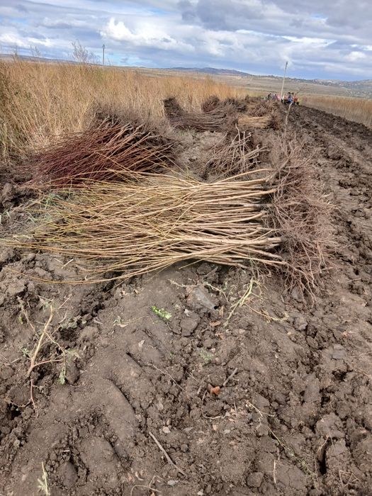 Pomi fructiferi direct pe rod