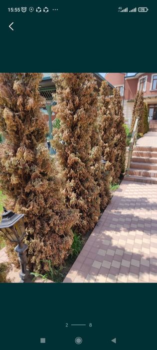 Archa kesish dorilash xizmati