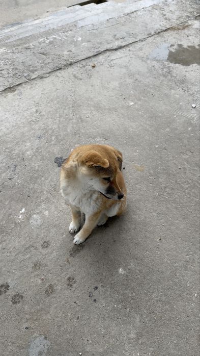 Щенок, Сиба-Ину продам