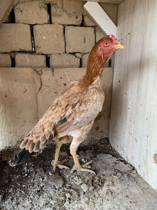 дакан мекендер сатылады