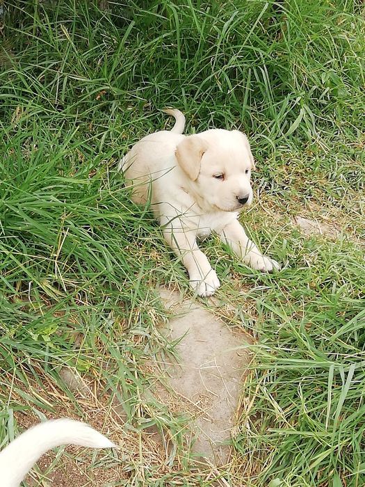 Щенята в добрые руки