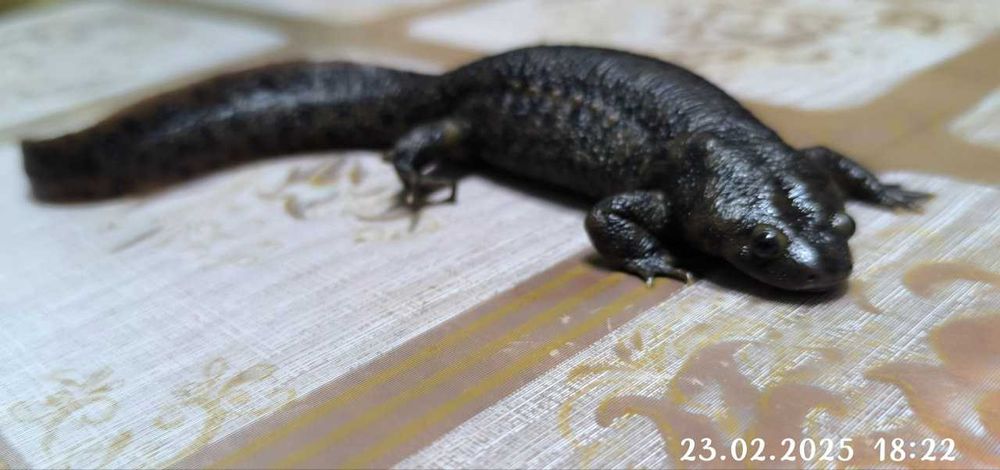 продаются иглистые тритоны