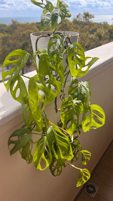 Монстера Monkey - 5 растения в красива кашпа