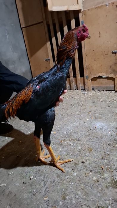 Дакан сатылады.л