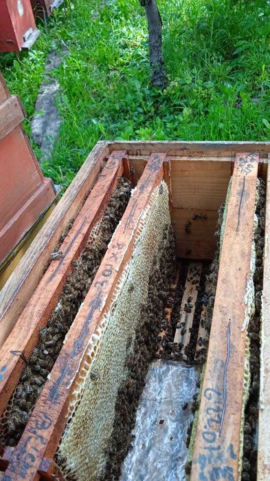 Vand familii si roi de albine