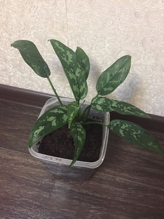 Аглаонема 2000 тенге