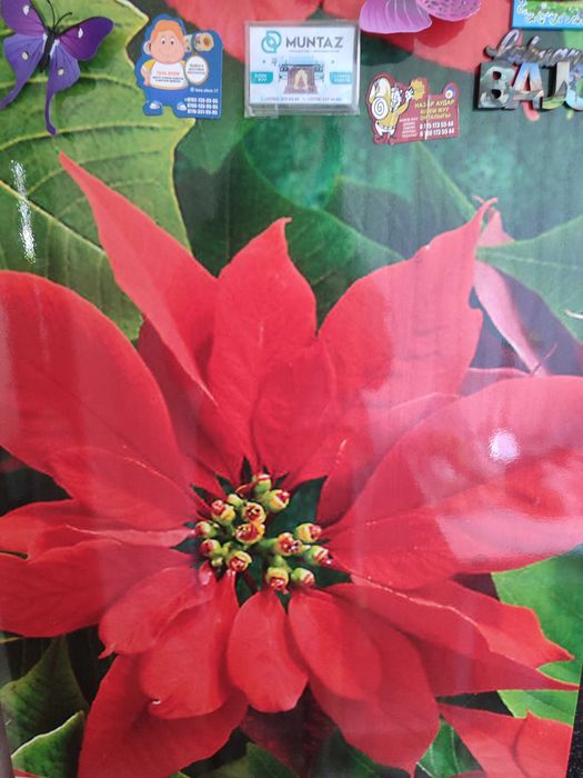 Холодильник с морозильной камерой