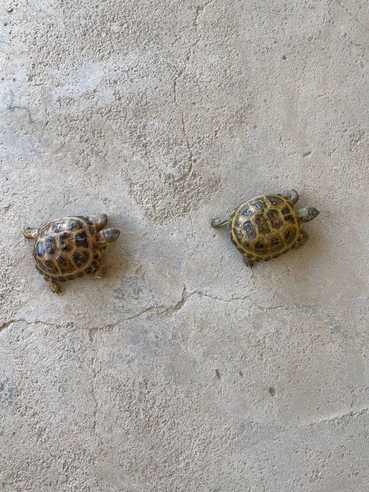 Toshbaqa sotiladi! (Продается черепашки!)