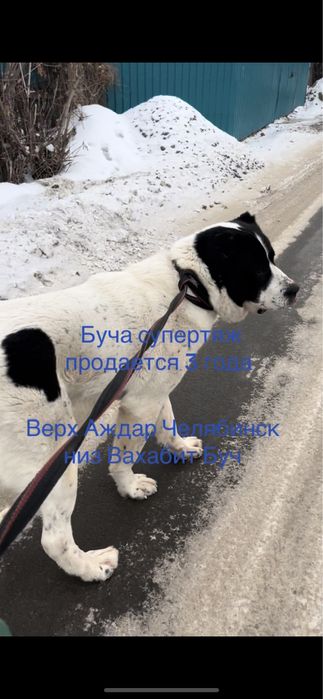 Продам супертяжа алабая