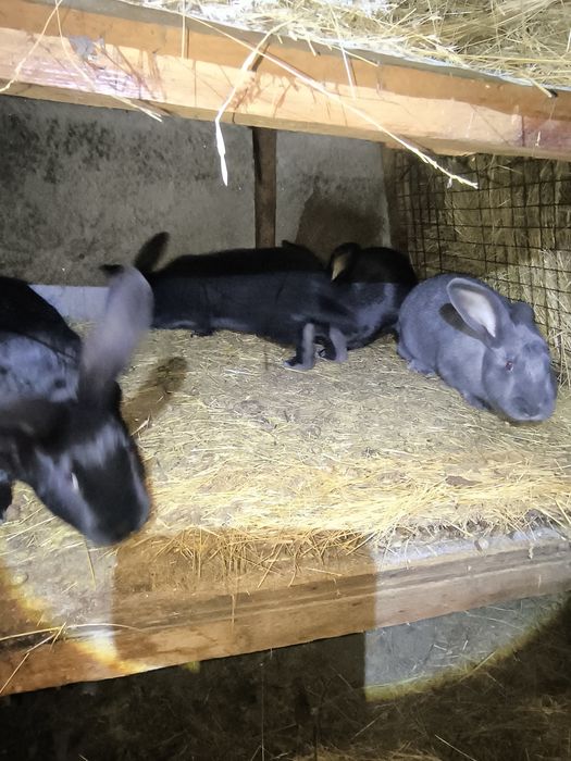 Кролики крупные самцы самки