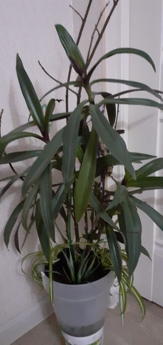 Цветы домашние разные