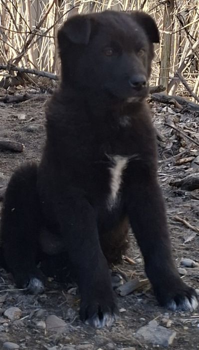 Отдам в добрые руки