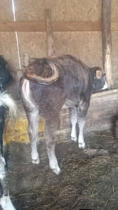 De vanzare 2 vitele de 6 luni  jumate 7 preti in privat sau la nr 0756