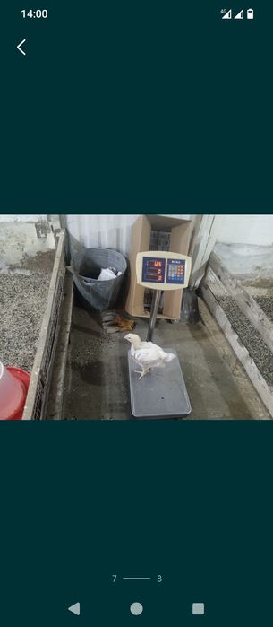 Цыплята бройлер КОББ500