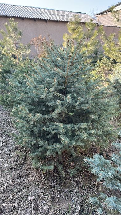 Голубой ель местный сатылады