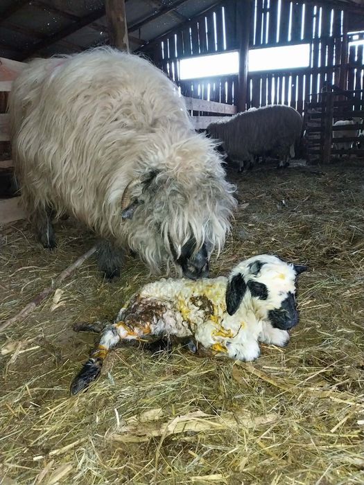Vând 2 oi cu miel langa ele