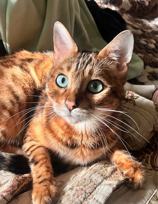 Бенгальский котик