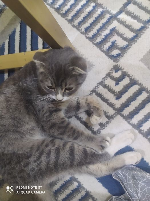 Scotish fold mushuk sotiladi