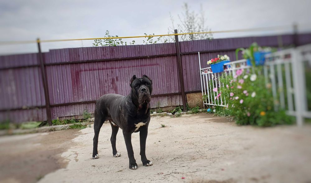 Кобель кане корсо ищет подругу