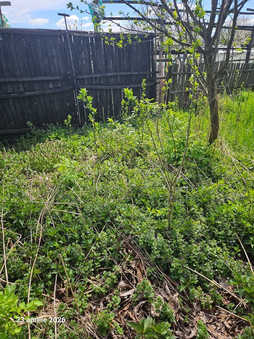 Iarba de vanzare in Pietrosani Arges si Domnesti si urzici. Pruni, meri, nuci micuti sau mari pentru plantat in gradini. Rugi de mure si zmeura.