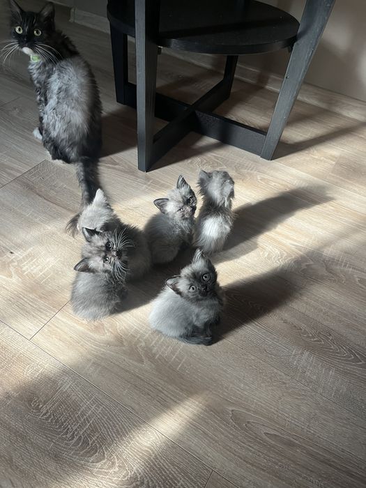 Котята в хорошие руки