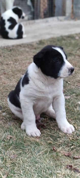 Продам щенков Алабая