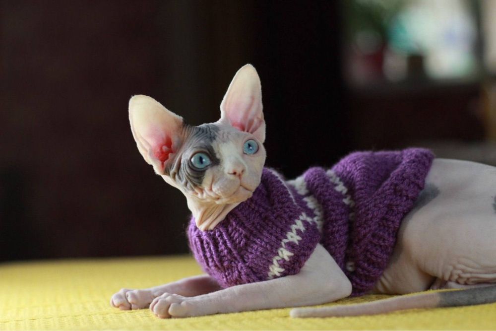 Вязаная одежда для кошек и собак