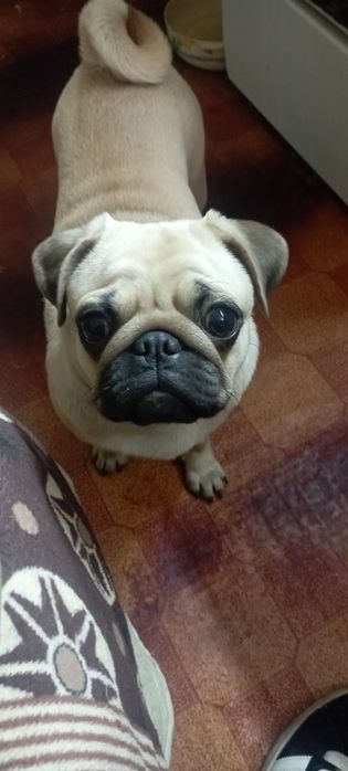 Продам собачку мопс