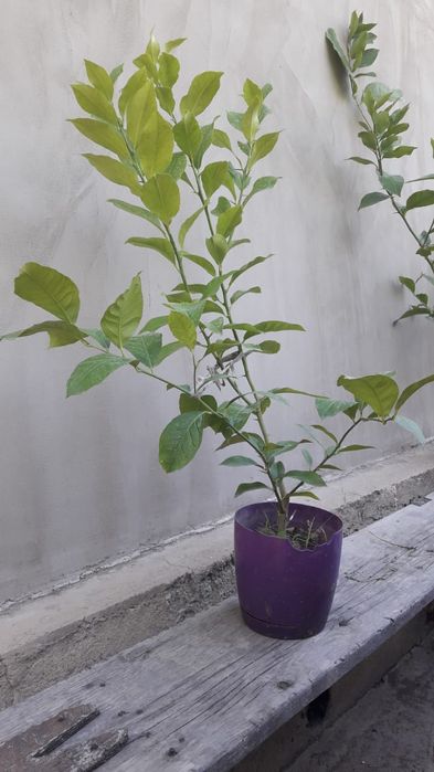 Лимон Павловский